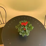 Elsa *